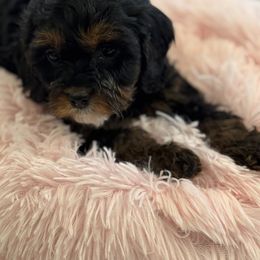 Cavapoo and Shihpoo Puppies from Haus of Doodles