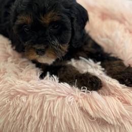 Cavapoo and Shihpoo Puppies from Haus of Doodles