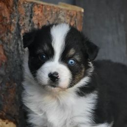 Presley - Black tri-color male Australian Shepherd puppy in Prineville, Oregon from KC’s Aussies
