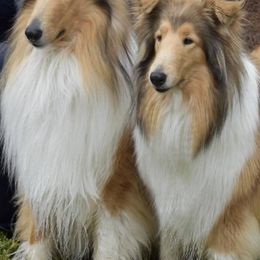 Collies from Midnight MoonSong Farm