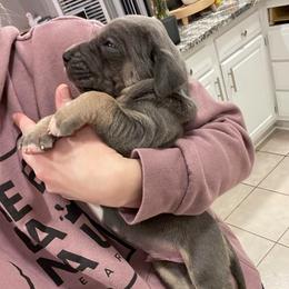 Blue Tan Point - Blue male Great Dane puppy in Kimball, Michigan from Starlight Danes