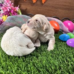 Labrador Retriever Puppies from Luvable AZ Labs
