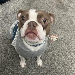 Trump - Boston Terrier