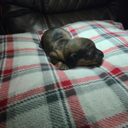 Girl 1 - Chocolate and tan female Dachshund puppy in Mobile, Alabama from Lady and the Tramp Dachshunds
