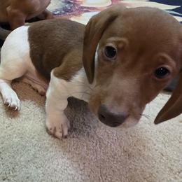 Dusty - Piebald male Dachshund puppy in Henderson, Tennessee from ELLIES DARLIN DOXIES