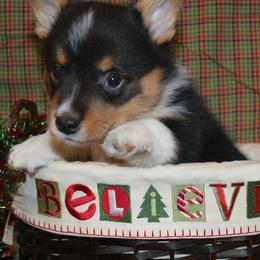 Pembroke Welsh Corgi Puppies from Wild West Corgis of Texas