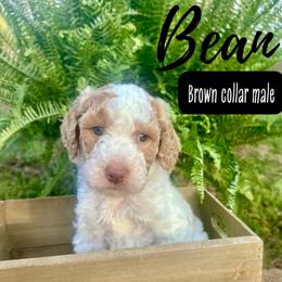 Bean - Parti male Goldendoodle puppy in Taylorsville, North Carolina from Doggone Dixie Doodles