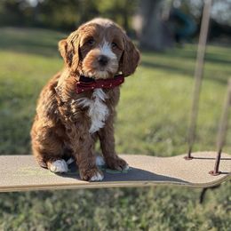Thel - Red  male Goldendoodle puppy in Murfreesboro, Tennessee from Cherry Lane Farm Doodles