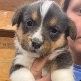 Slate - Black and tan male Pembroke Welsh Corgi puppy in Canton, Texas from Circle M Corgis