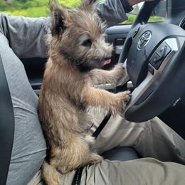 Cairn Terrier Puppies from Shining Waters Farm