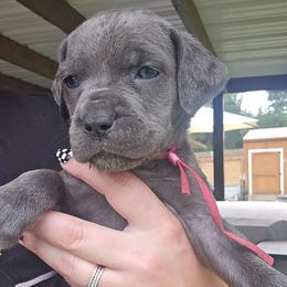 Pink collar female - Gray female Cane Corso puppy in Granbury, Texas from La Muerte Corso Kennel
