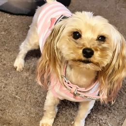 Marlei - Yorkshire Terrier