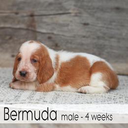Bermuda - Red and white male Basset Hound puppy in Jefferson City, Missouri from Triple Hill Farm