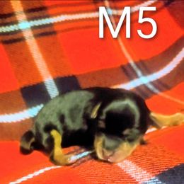 Male 5 - Black and tan male Yorkshire Terrier puppy in Lily, Kentucky from Bella Gail Kennels