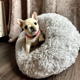 French Bulldog Puppies from Harp Lux Frenchies