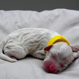 Daisy - Buff and white female Cockapoo puppy in Claremont, North Carolina from Magnolia Grove Farms