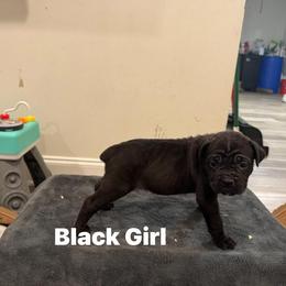 Teal - Black female Cane Corso puppy in Laplace, Louisiana from BFM Cane Corso’s