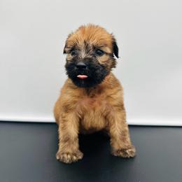 Salmon - Wheaten male Soft Coated Wheaten Terrier puppy in The Colony, Texas from Wonderful Wheatens