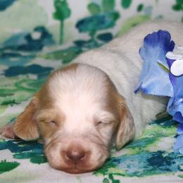 Sprite - Piebald male Dachshund puppy in Corbin, Kentucky from White River Valley Kennel