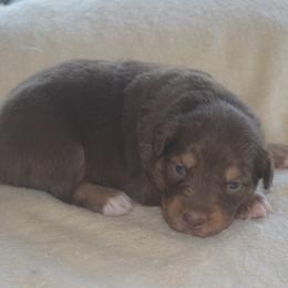 Ginger - Red tri-color female Australian Shepherd puppy in Russell Springs, Kentucky from Maggie Withers' Australian Shepherds