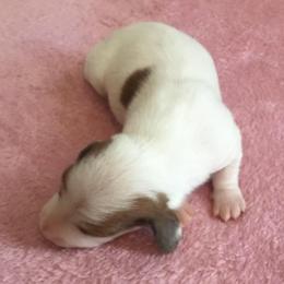 Benjamin Button - Piebald male Dachshund puppy in Cedar Rapids, Iowa from Paulassillydogs