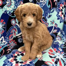 Georgia - Cream female Goldendoodle puppy in Annville, Pennsylvania from Bellegrove Goldendoodles