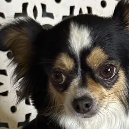 Betty - Chihuahua