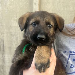 Hammer (green collar) - Sable male German Shepherd puppy in Jerusalem, Arkansas from Sudenblick German Shepherds