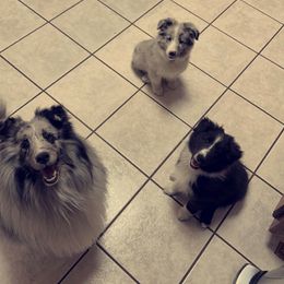 Shetland Sheepdog puppies from Landers Shetland Sheepdogs