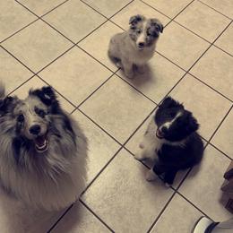 Shetland Sheepdog puppies from Landers Shetland Sheepdogs