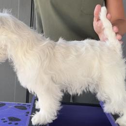 West Highland White Terrier Puppies from SunPeak West Highland White Terriers