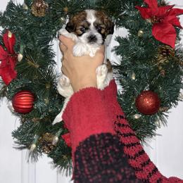 Bearie - Red and white female Shih Tzu puppy in East Haven, Connecticut from Adam & Eve Pups CT