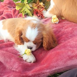 Cavalier King Charles Spaniel Puppies from AlKemy Pure Bred