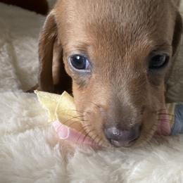 Dachshund Puppies from Bella’s Puppies