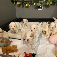 Clumber Spaniel Puppies from Lemontree Clumbers