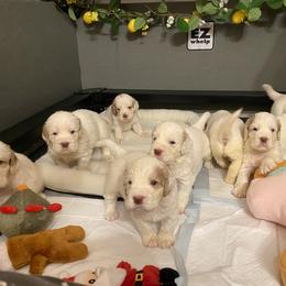 Clumber Spaniel Puppies from Lemontree Clumbers