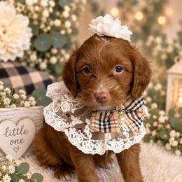 Star - Pink Collar - Red  female Goldendoodle puppy in Huntsville, Alabama from Falcon Ridge Doodles