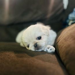 Sprite - Cream female Pekingese puppy in Alvord, Texas from Gift of Gods Favor