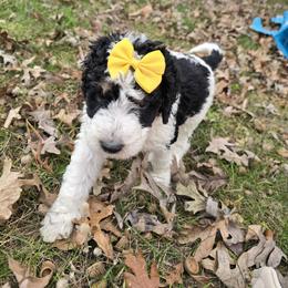 Bernedoodle and Goldendoodle Puppies from Granton Creek