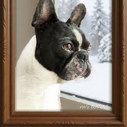 Gemma - Boston Terrier