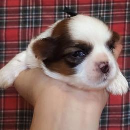 Dewie - Brindle and white male Shih Tzu puppy in Jasper, Georgia from Tiny Bubbles Shih Tzus