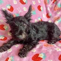 Holly (Pink) - Black female Scottish Terrier puppy in Jefferson, North Carolina from McGuire’s High Country Terriers