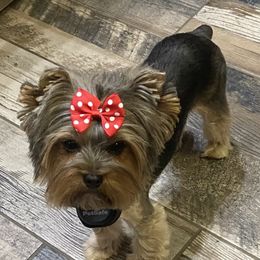 Jadah - Yorkshire Terrier