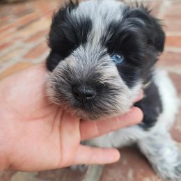Miniature Schnauzer Puppies from B & B Miniature Schnauzers