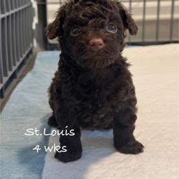 St. Louis - Chocolate male Yorkipoo puppy in Waldorf, Maryland from Luv My Yorkies, LLC