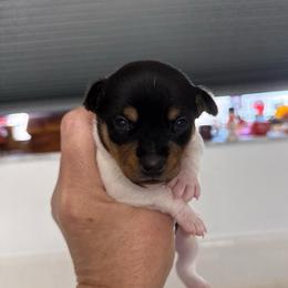 Misty Pup C - White black and tan male Toy Fox Terrier puppy in Clermont, Florida from Debbie Hiles's Toy Fox Terriers