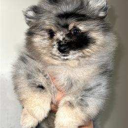 Pomeranian Puppies from Nel’s Pomeranians