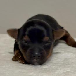 Sailor 4 - Black and gold female Yorkshire Terrier puppy in Los Angeles, California from 818 Yorkies