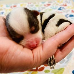 Girl 3 - Chocolate, tan and white female Yorkshire Terrier puppy in Chattanooga, Tennessee from Fuzzy Yorkie Babies