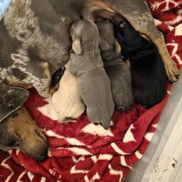 Dachshund puppies from Jen's Mini Dachshunds